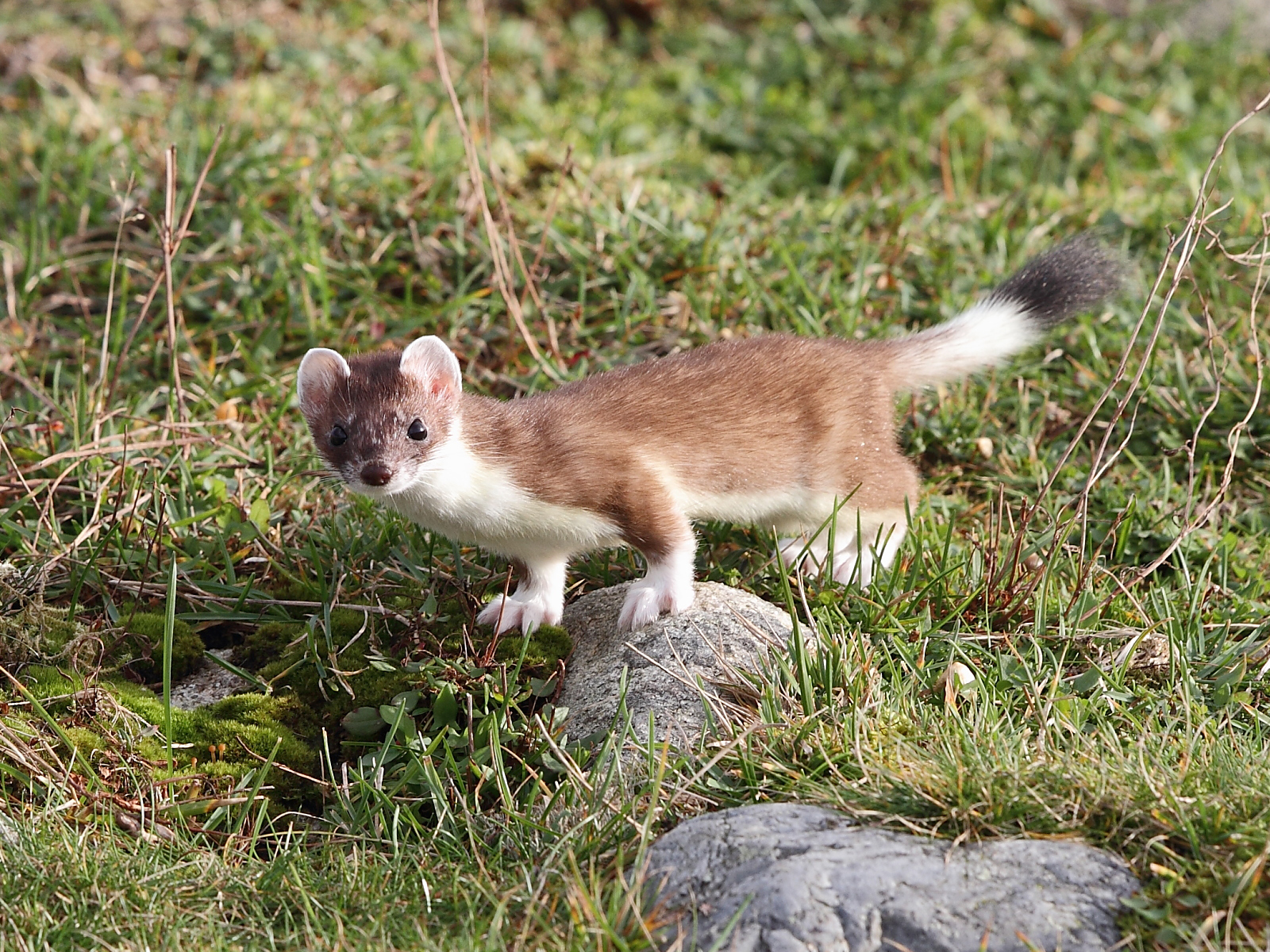 stoats.png16