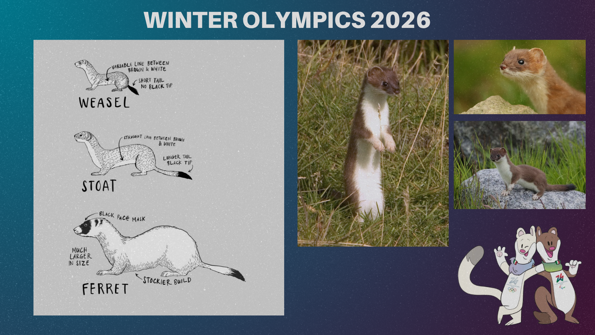 La Event - Winter Olympics 2026 Stoats.png540